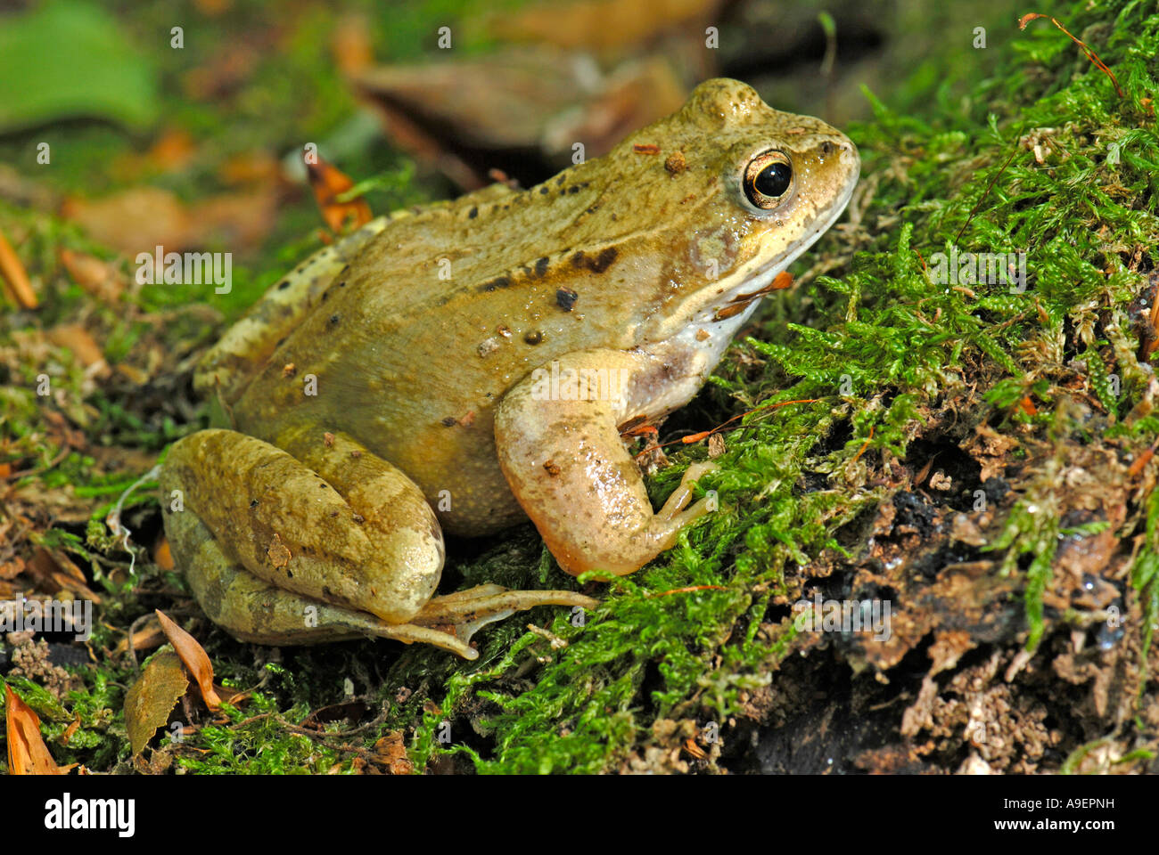 Common Frog, Grass Frog (Rana temporaria) on moss Stock Photo Alamy