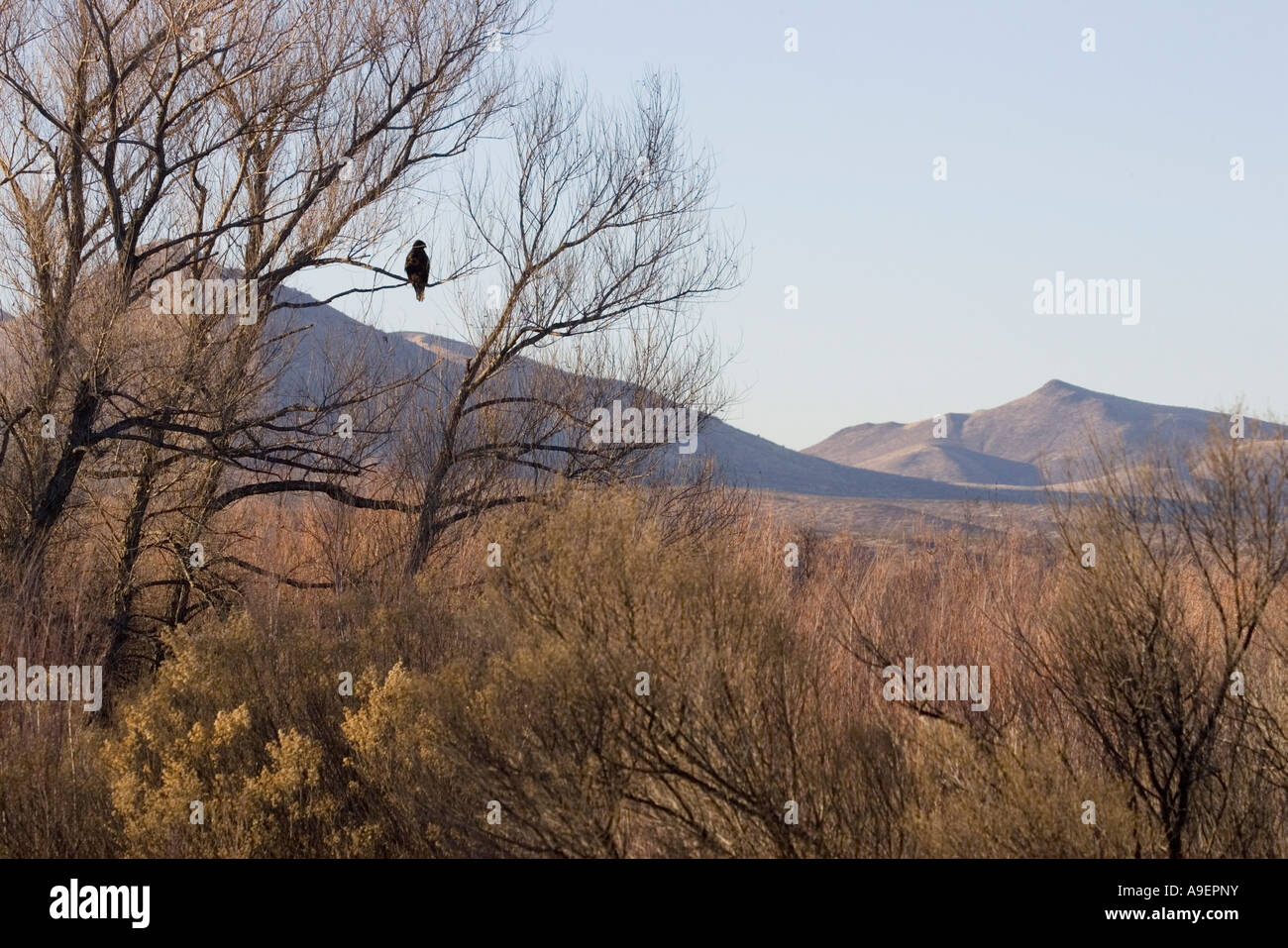 Bosque del Apache NWR Stock Photo Alamy