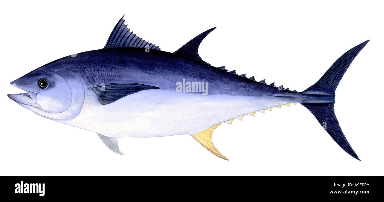 Northern Bluefin Tuna, Bluefinned Thuna, Tunny (Thunnus thynnus), drawing Stock Photo