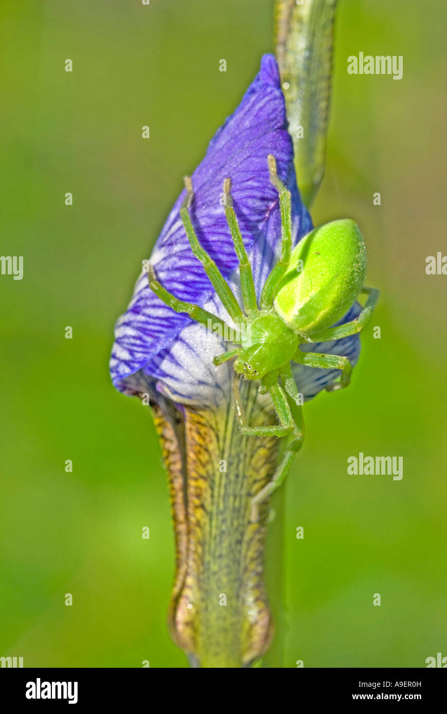 Green Huntsman Spider (Micrommata virescens), female on Siberian Iris flower Stock Photo
