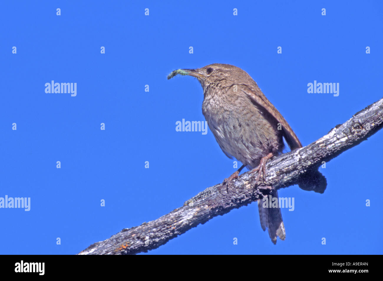 House Wren (Troglodytes aedon) perched on twig Stock Photo