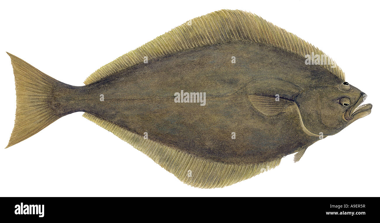 Atlantic Halibut (Hippoglossus hippoglossus), drawing Stock Photo Alamy