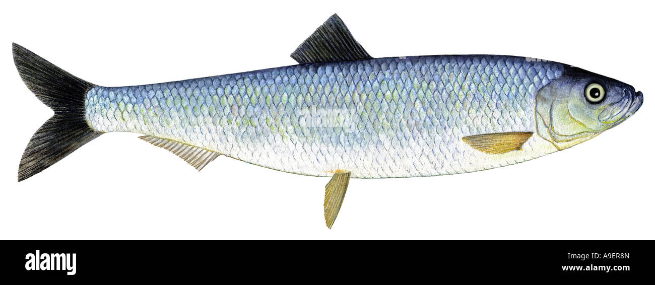 Atlantic Herring (Clupea harengus), drawing Stock Photo Alamy