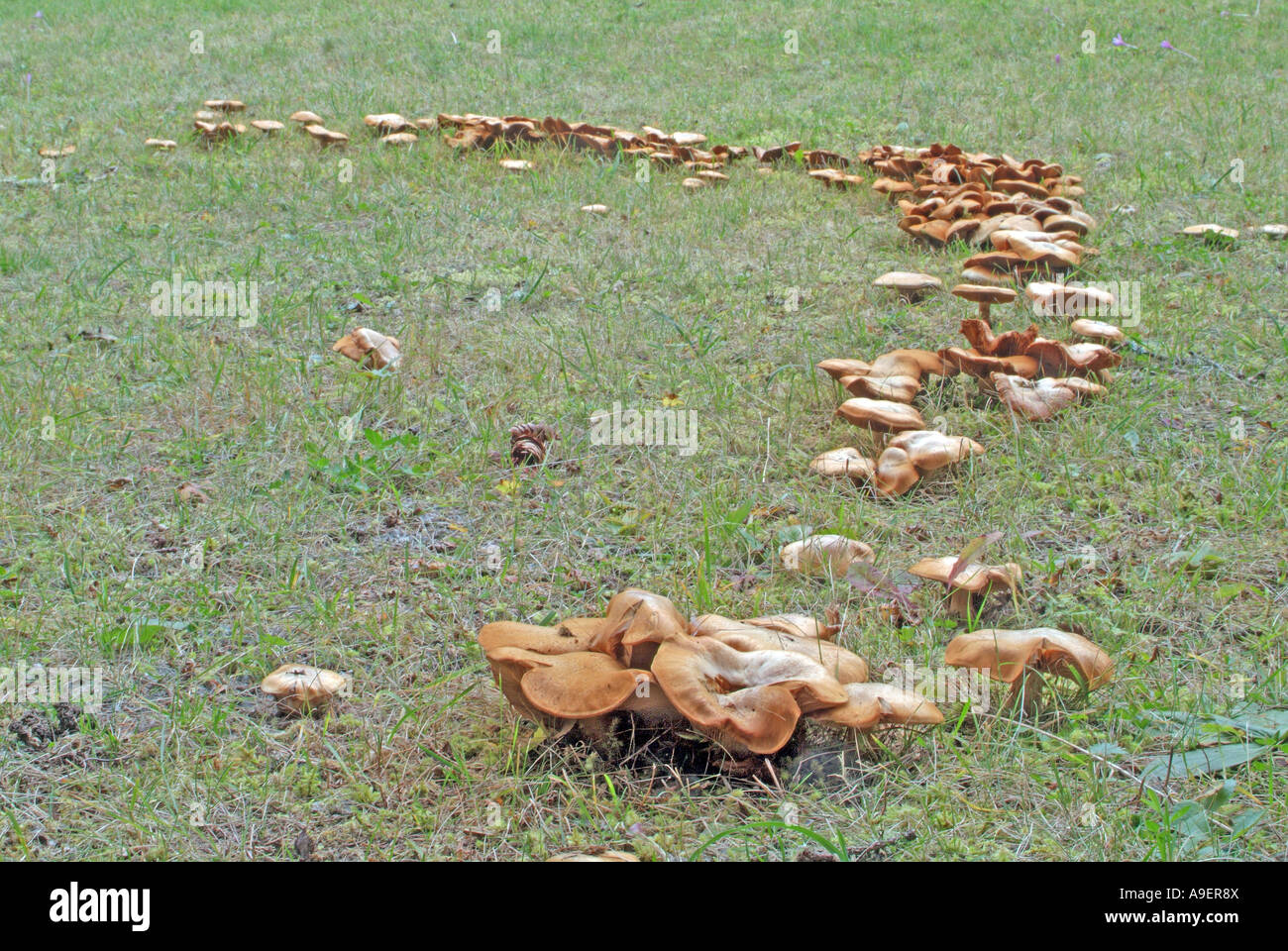 Fairy Ring, a ring of mushrooms Stock Photo Alamy