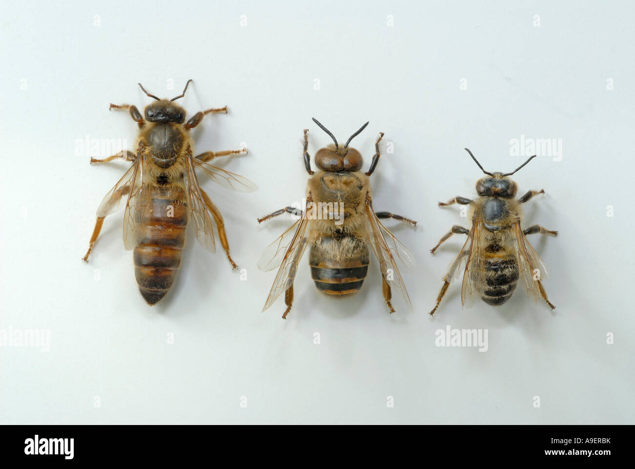 Honey Bee, Hive Bee (Apis mellifera, Apis mellifica). Left to right: Queen, drone (male) and worker (female), studio picture Stock Photo