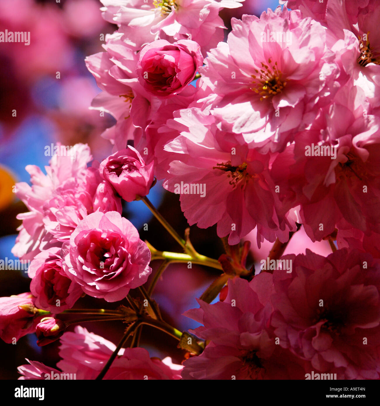 Vibrant display spring flowers hi-res stock photography and images - Alamy