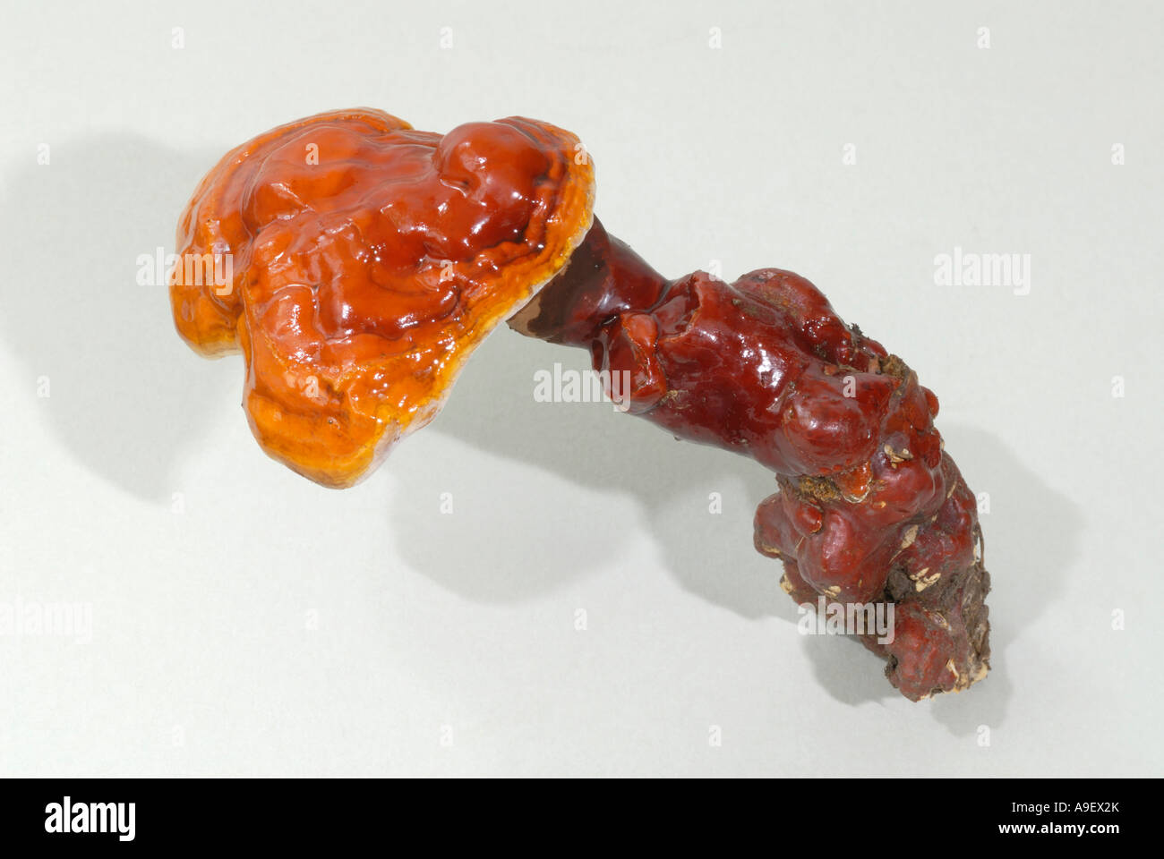 Reishi, Ling Zhi (Ganoderma lucidum), studio picture Stock Photo