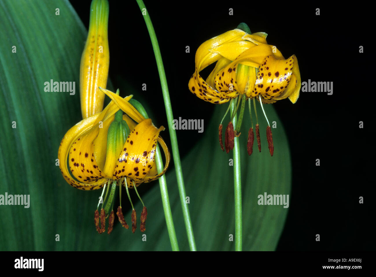 Columbia Lily, Tiger Lily (Lilium columbianum) flowers Stock Photo