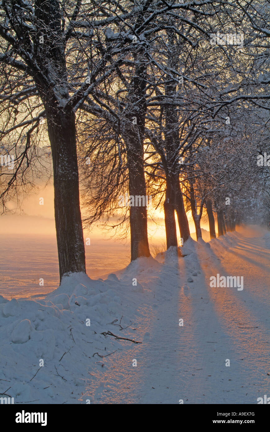 Lime (Tilia sp.) tree lined avenue at sunset near the village of Strass, Zillertal, Tirol Stock Photo