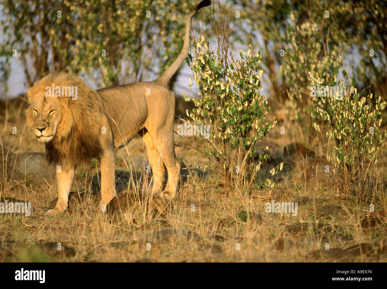 African Lion (Panthera leo) male marking territory Stock Photo