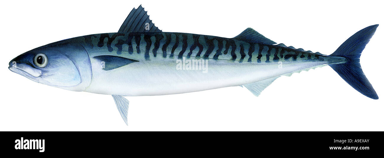 Atlantic Mackerel (Scomber scombrus), drawing Stock Photo