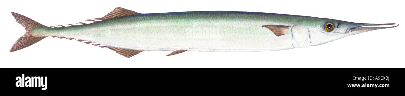 Atlantic Saury Pike Skipper (Scomberesox saurus), drawing Stock Photo