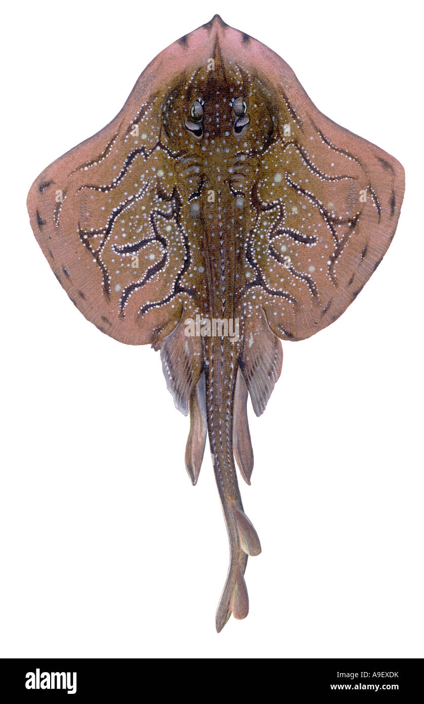 Undulate Ray, Painted Ray (Raja undulata), male drawing Stock Photo