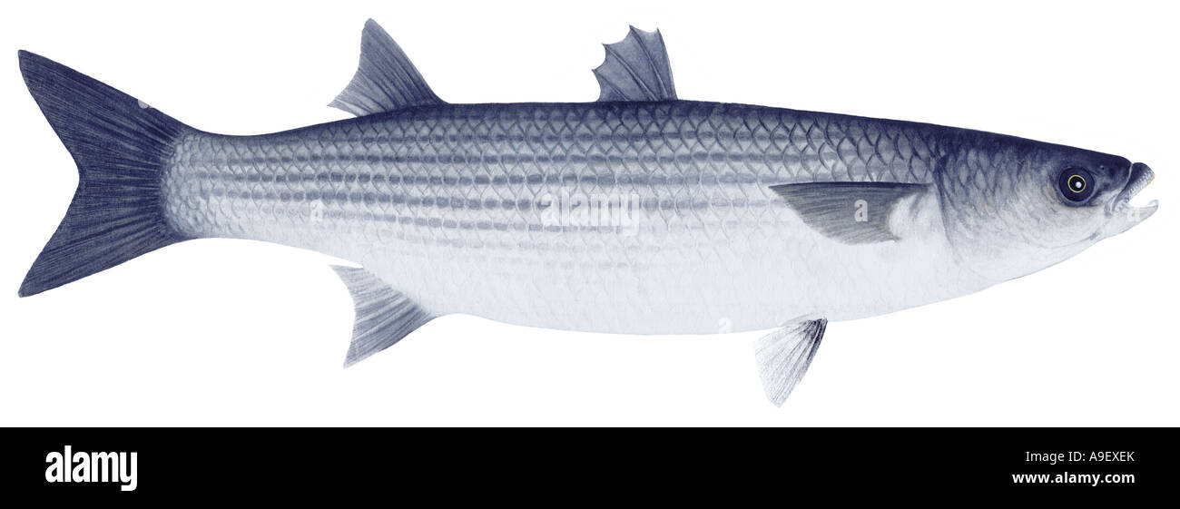 Thicklipped Mullet, Thick lipped Mullet (Chelon labrosus, Crenimugil labrosus), drawing Stock Photo