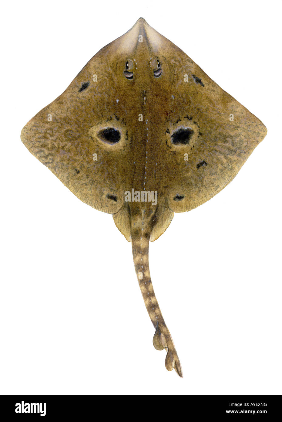 Thornback Ray (Raja clavata), male, colour variation imitating Cuckoo Ray, drawing Stock Photo