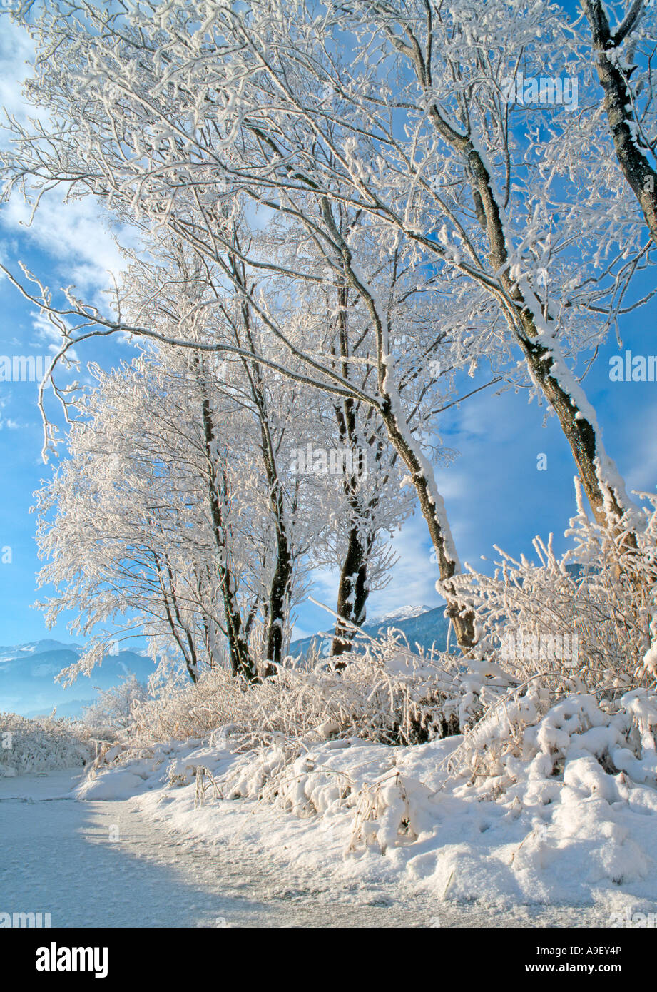 Trees in hoarfrost at the village of Schlitters, Stock Photo