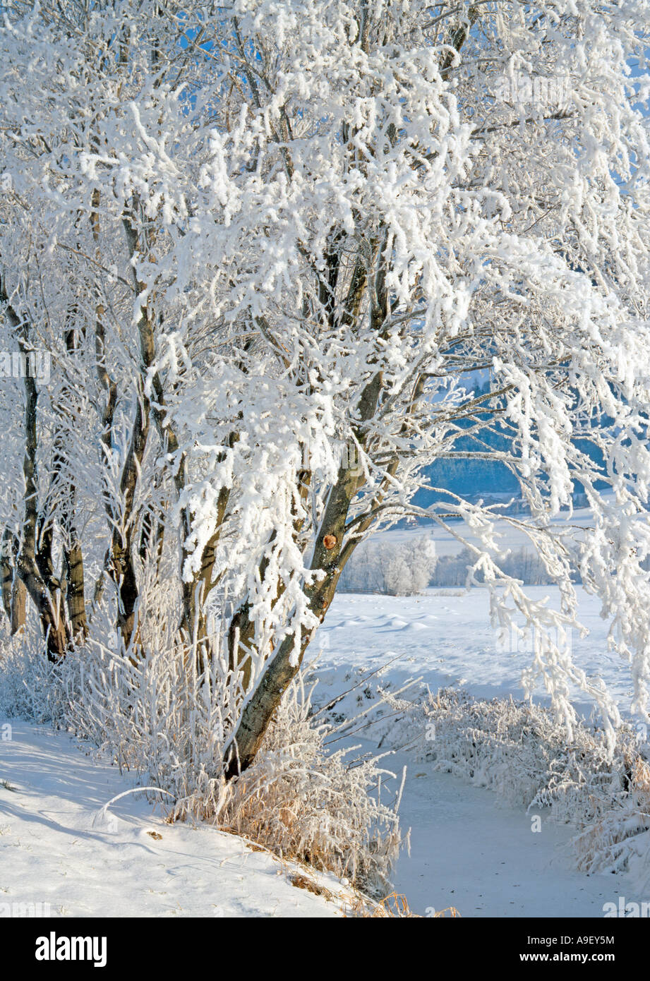 Trees in hoarfrost at the village of Schlitters Zillertal, Tyrol. Austria Stock Photo