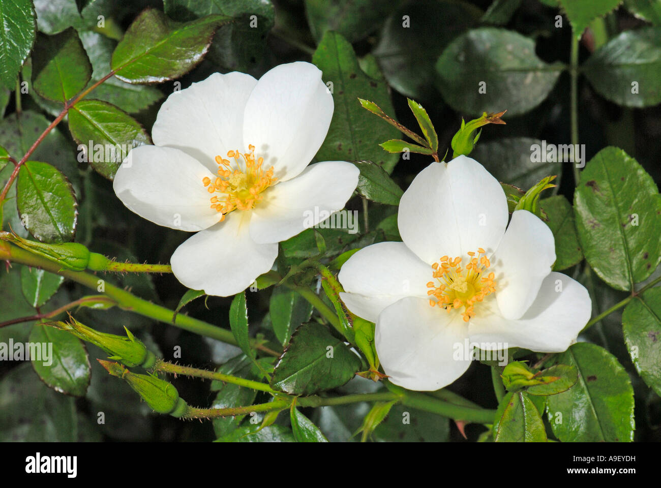 Rose (Rosa cultivar), variety: Escimo, flowering Stock Photo