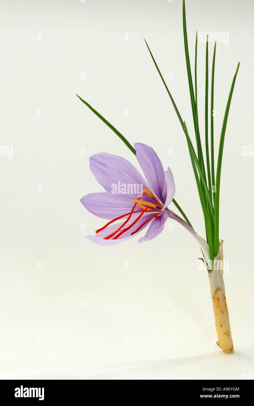 Saffron (Crocus sativus), flower and leaves, studio picture Stock Photo