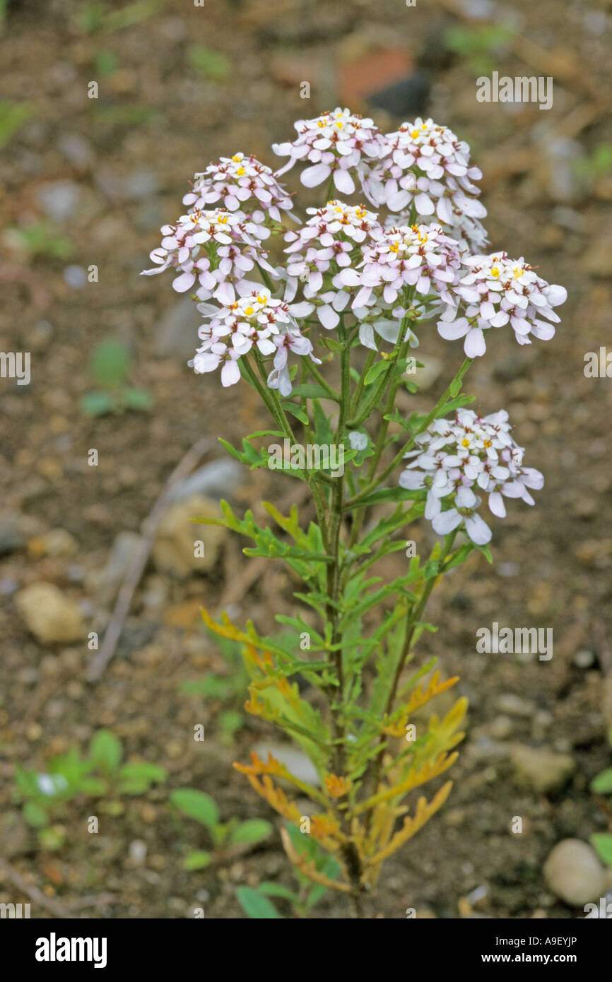Rocket Candytuft, Iberis (Iberis amara), flowering Stock Photo