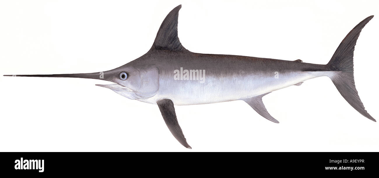 Swordfish (Xiphias gladius), drawing Stock Photo