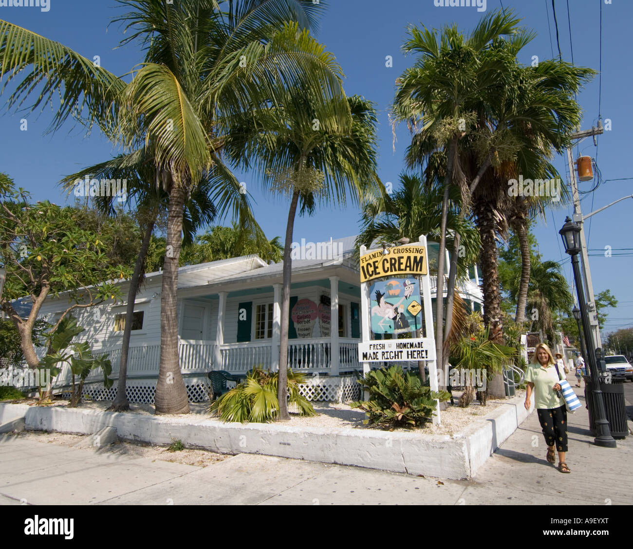 Parlour palm hires stock photography and images Alamy