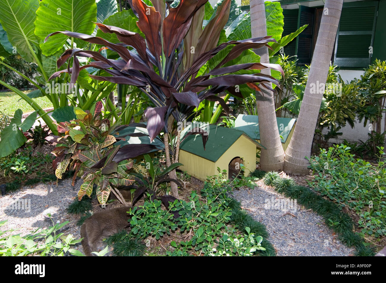 Cat's house in Hemingway's gardens Key West Florida USA United