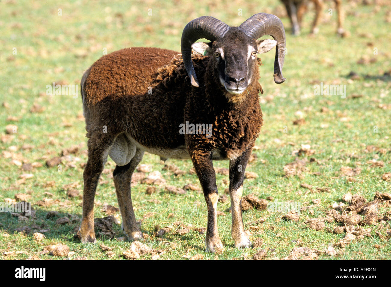 Domestic Sheep (Ovis ammon aries), breed: Soay sheep, ram Stock Photo