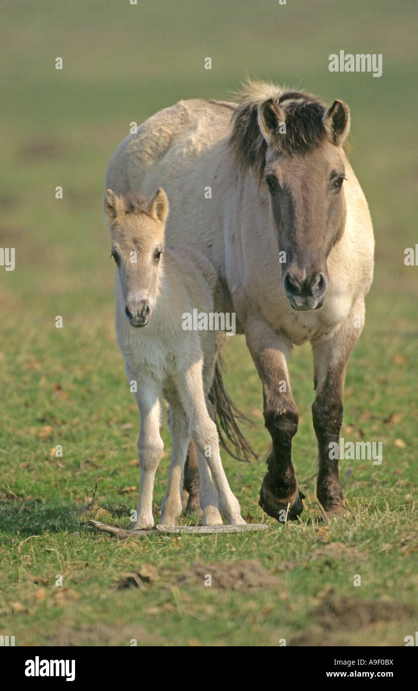 Tarpan Horse (Equus caballus), mare with foal Stock Photo