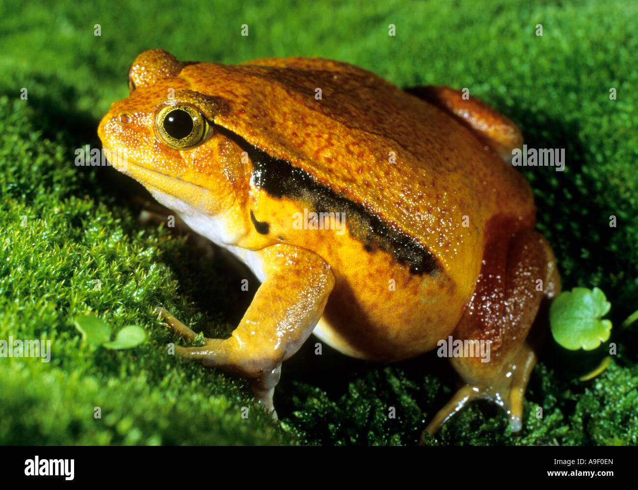 False Tomato Frog (Dyscophus guineti) Stock Photo