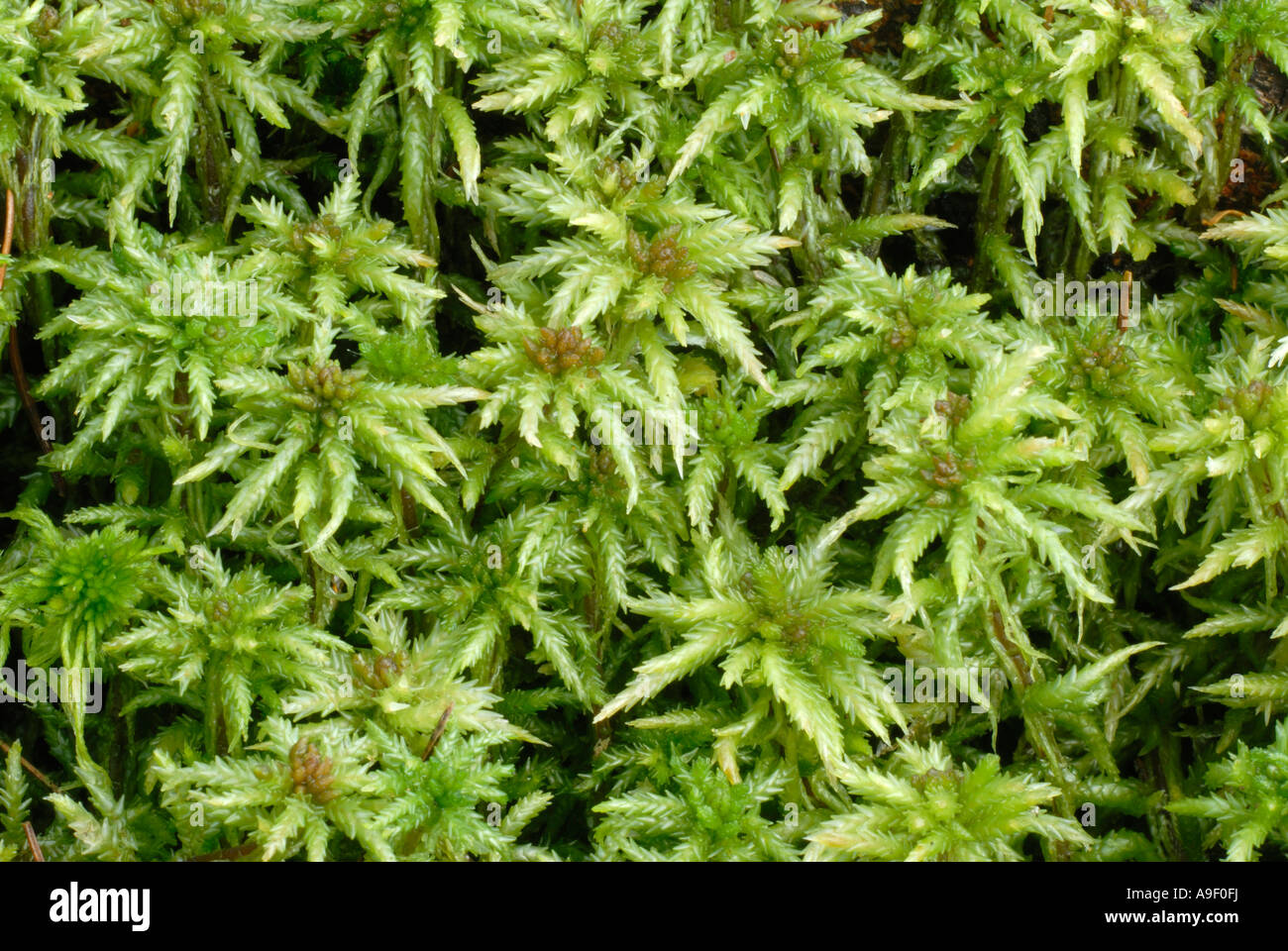 Peat Moss (Sphagnum recurvum) seen from above Stock Photo
