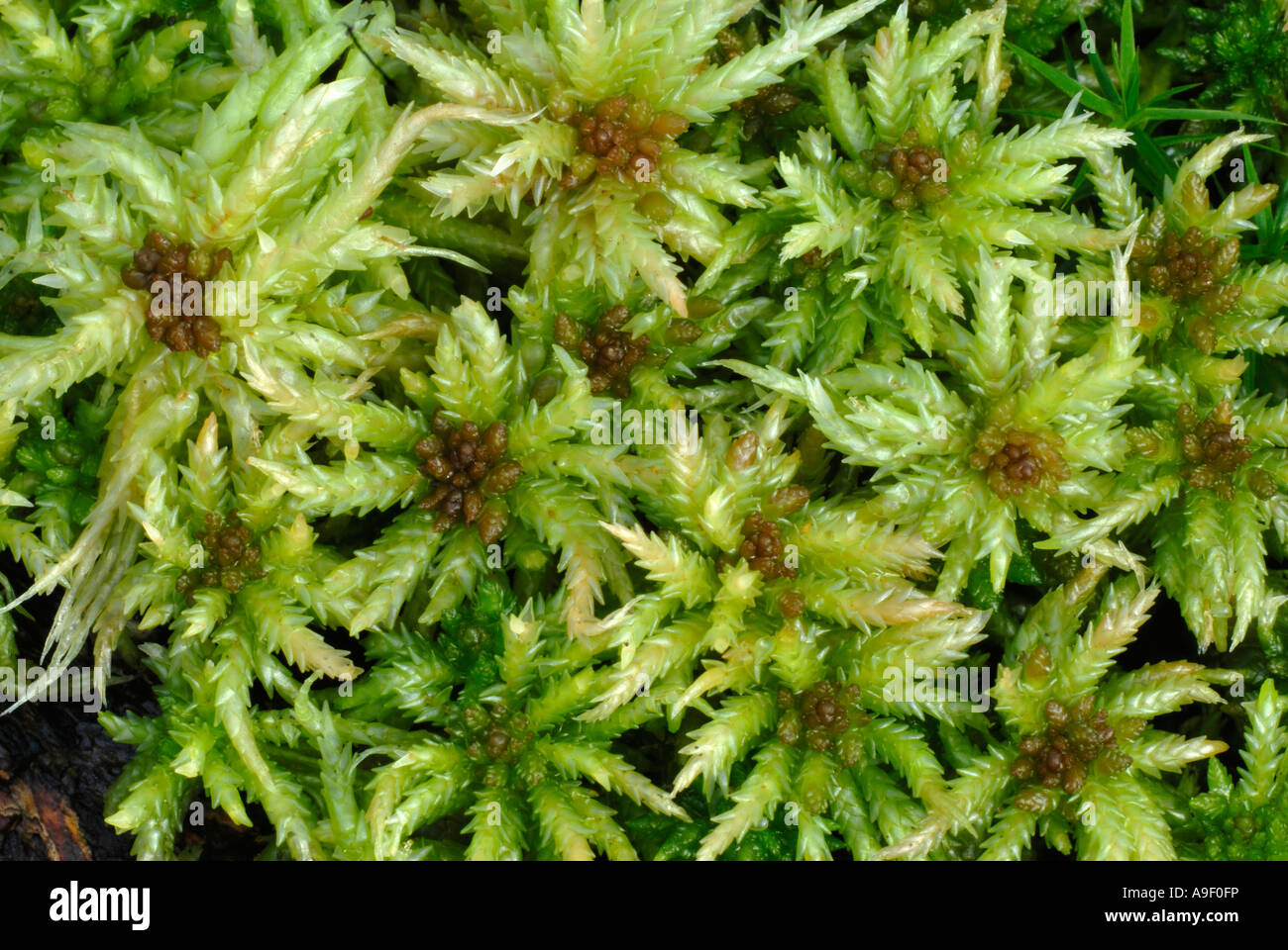 Peat Moss (Sphagnum recurvum), seen from above Stock Photo