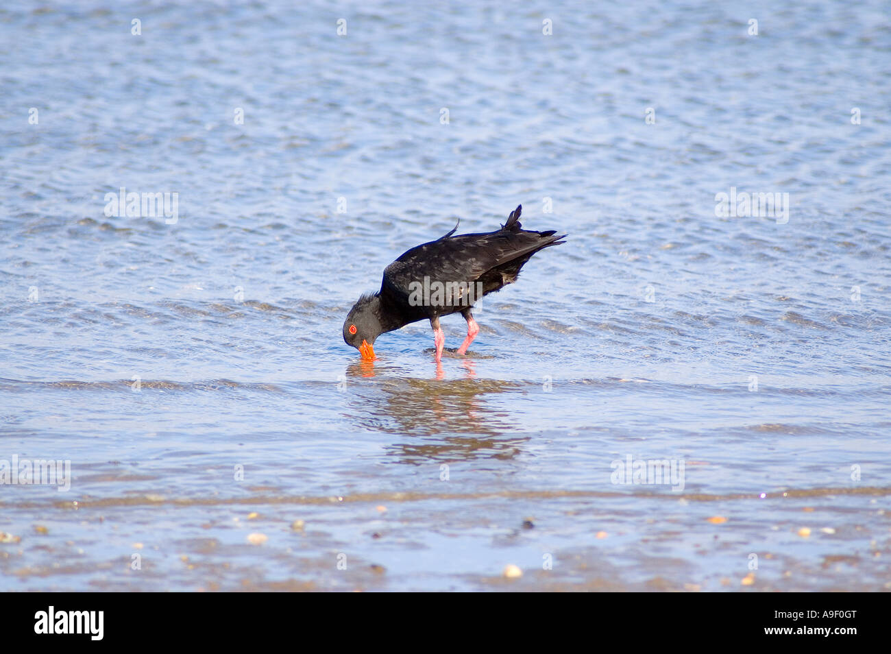 oystercatcher new zealand Stock Photo Alamy
