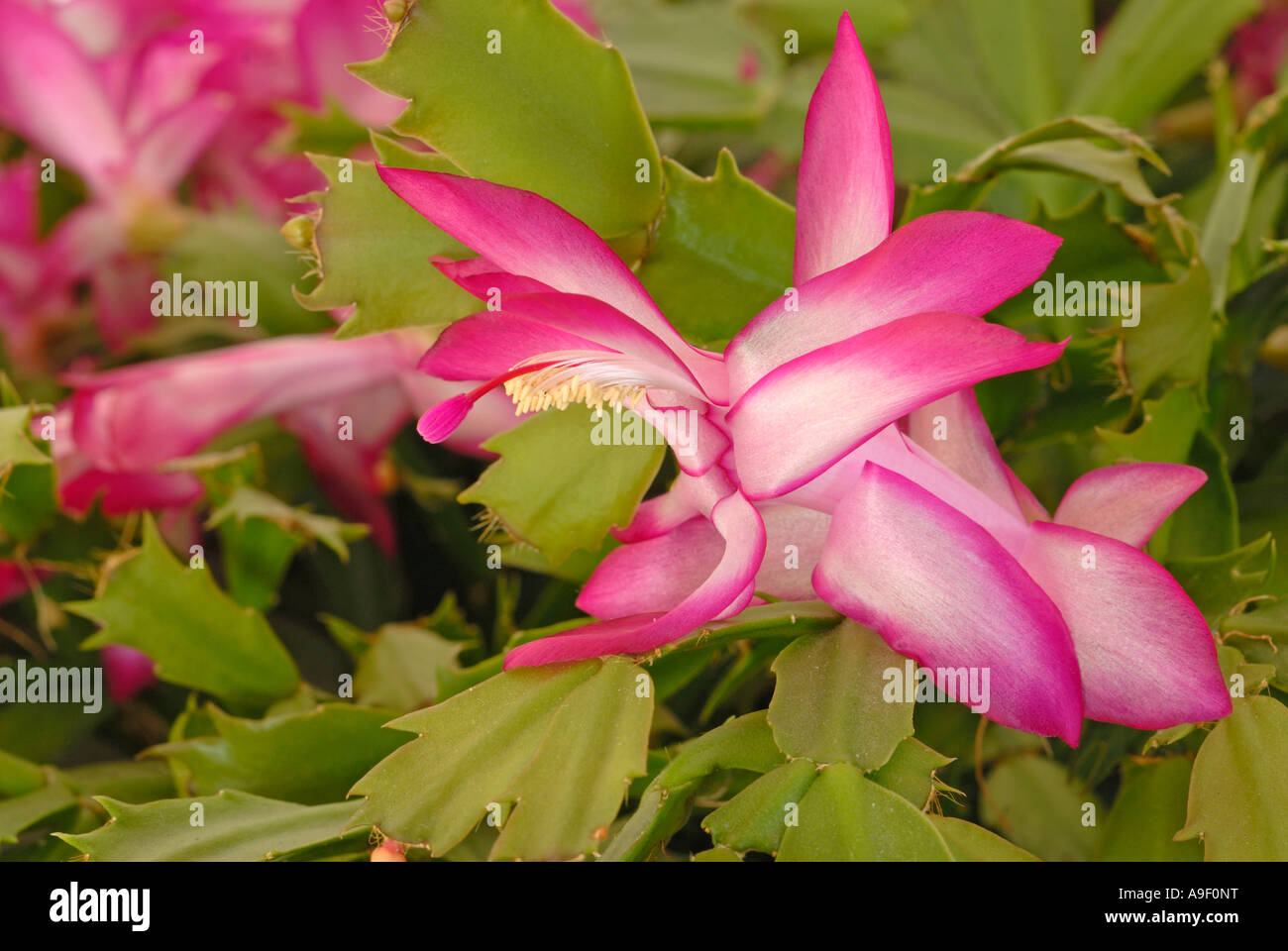 Christmas Cactus (Zygocactus sp., Schlumbergera sp.), flower Stock