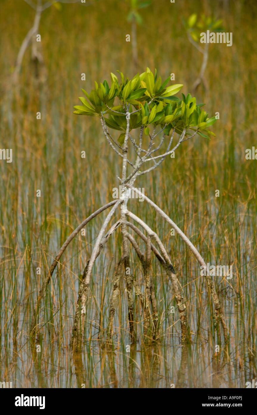Red mangrove Rhizophora mangle Everglades National Park - Florida - USA Stock Photo