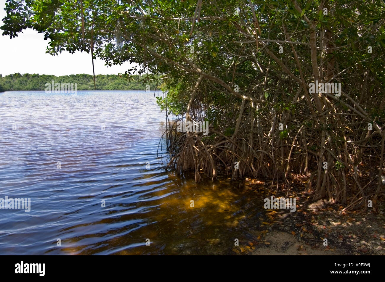 Red mangroves bordering a lake  Rhizophora mangle Everglades National Park - Florida - USA Stock Photo