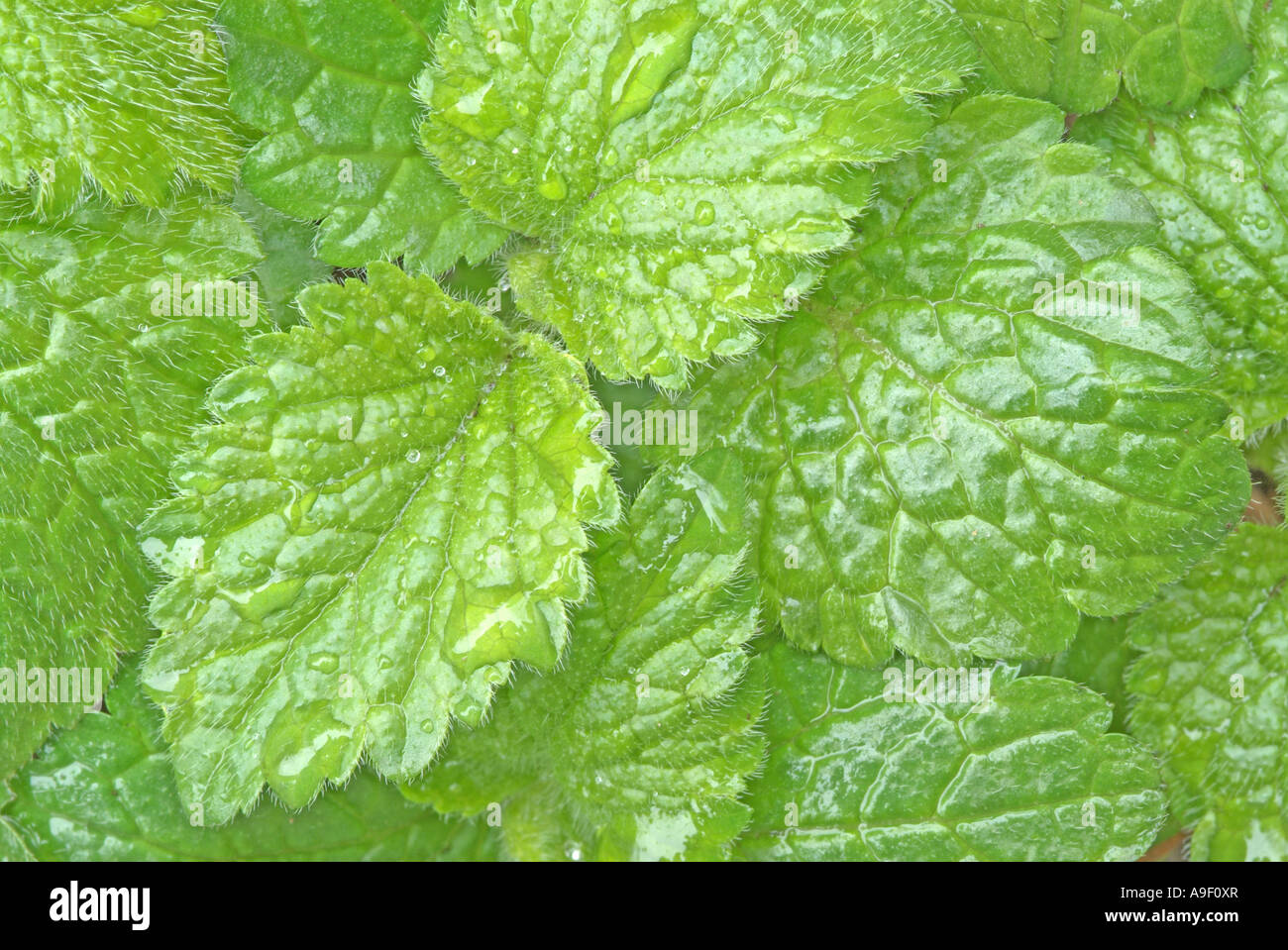 Lemon Balm (Melissa officinalis), fresh leaves seen from above Stock Photo