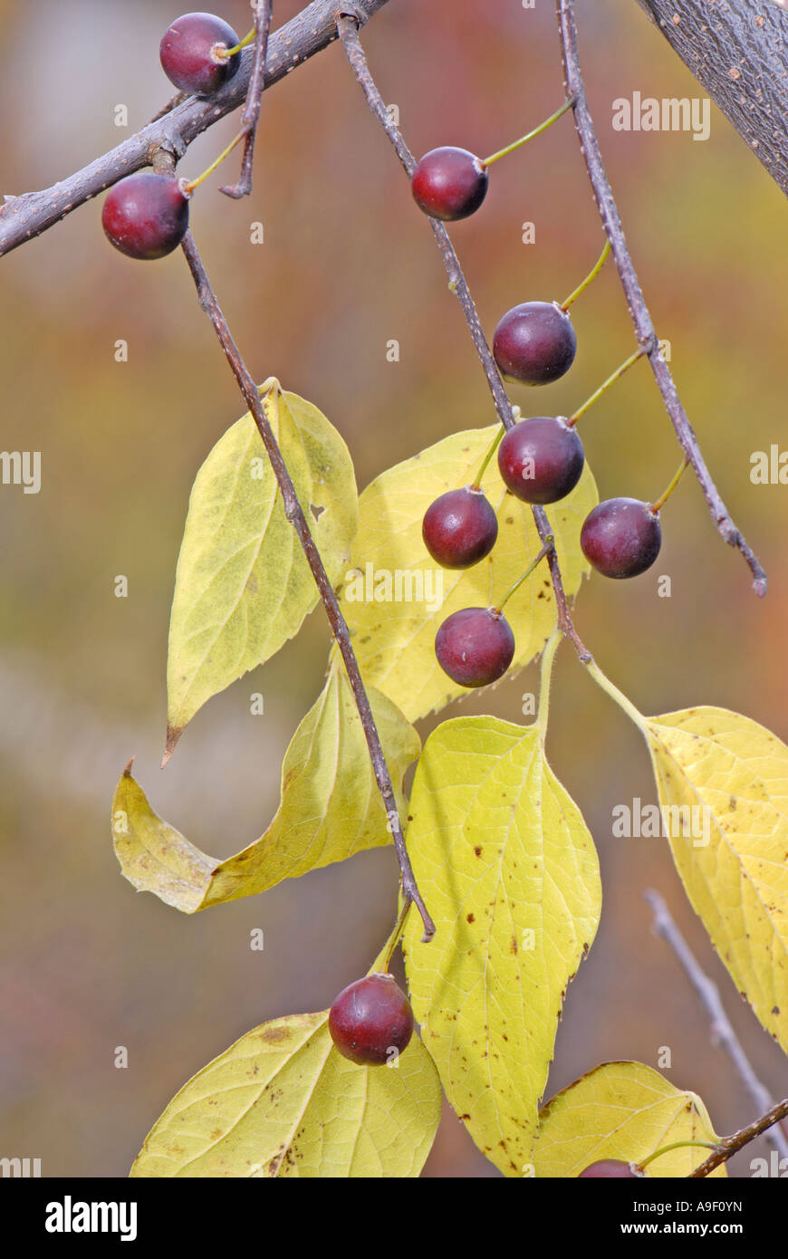 Common hackberry hires stock photography and images Alamy