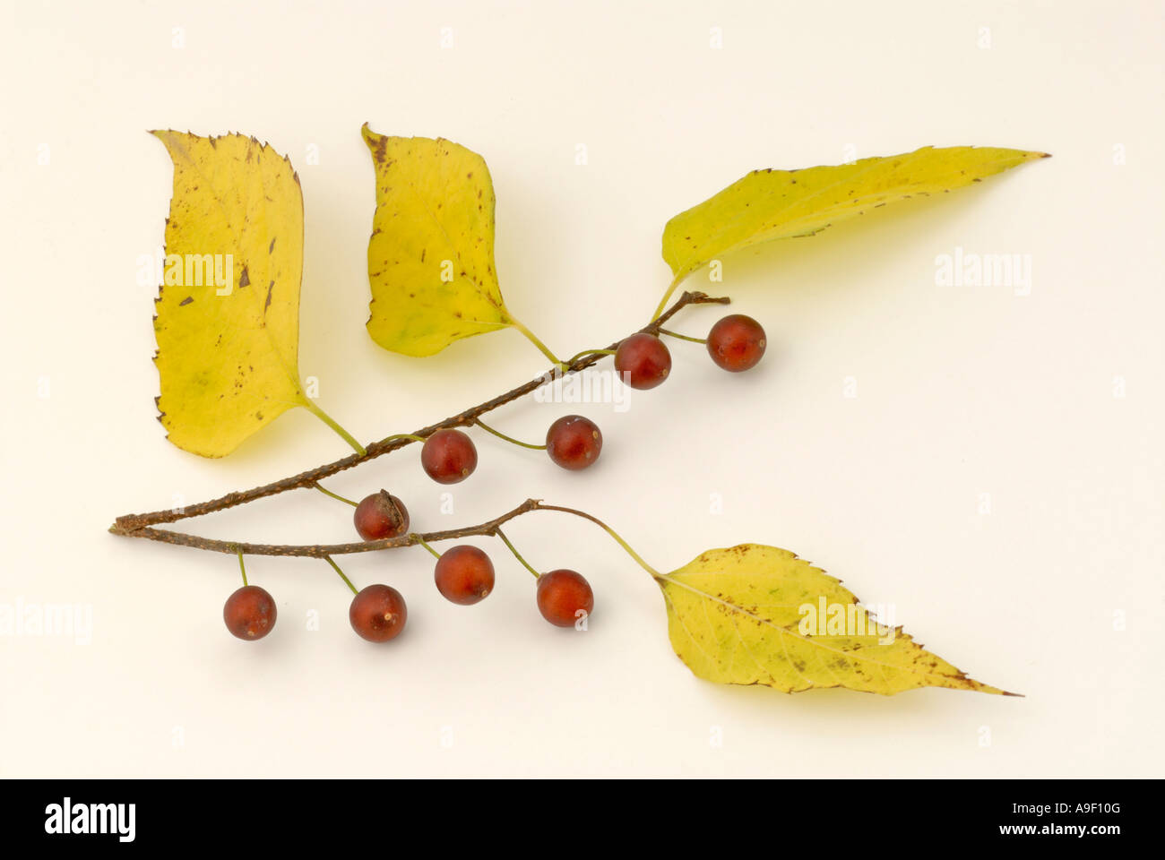 Common Hackberry (Celtis occidentalis), twigs with berries in autumn, studio picture Stock Photo