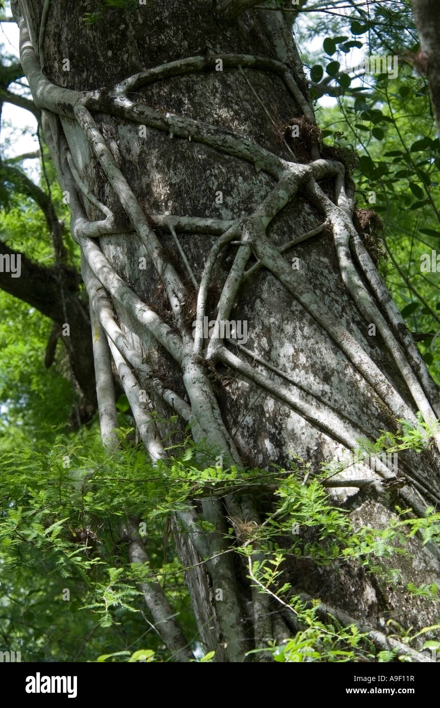 Strangler fig tree  Ficus aurea Corkscrew Swamp - Florida - USA Stock Photo