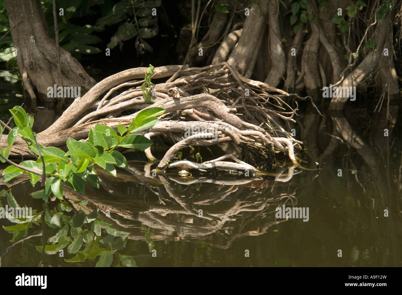 Red mangroves roots Rhizophora mangle Shark Valley - Florida - USA Stock Photo