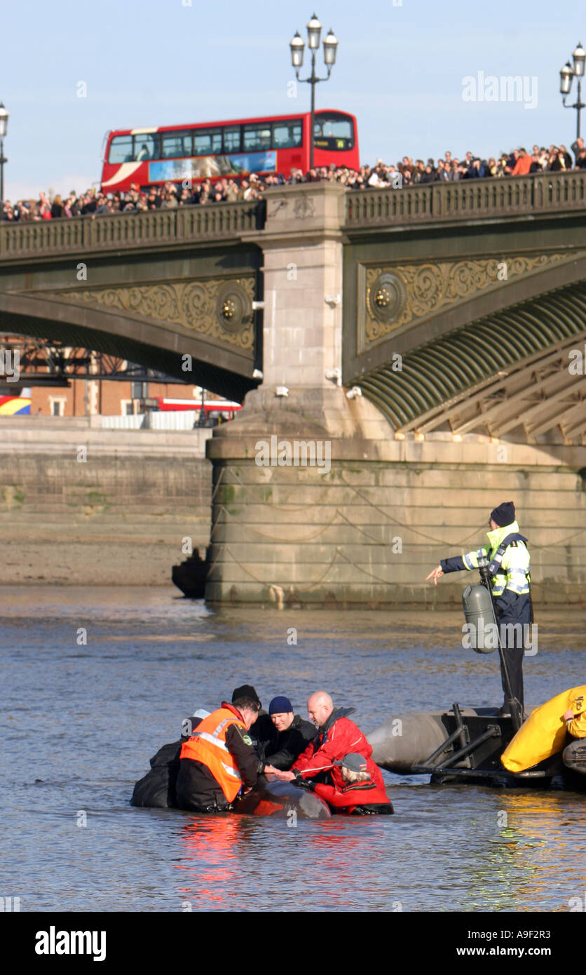 A northern bottle-nosed whale is stranded in the river Thames in order to take her back to the open sea, London, 21 January 2006 Stock Photo