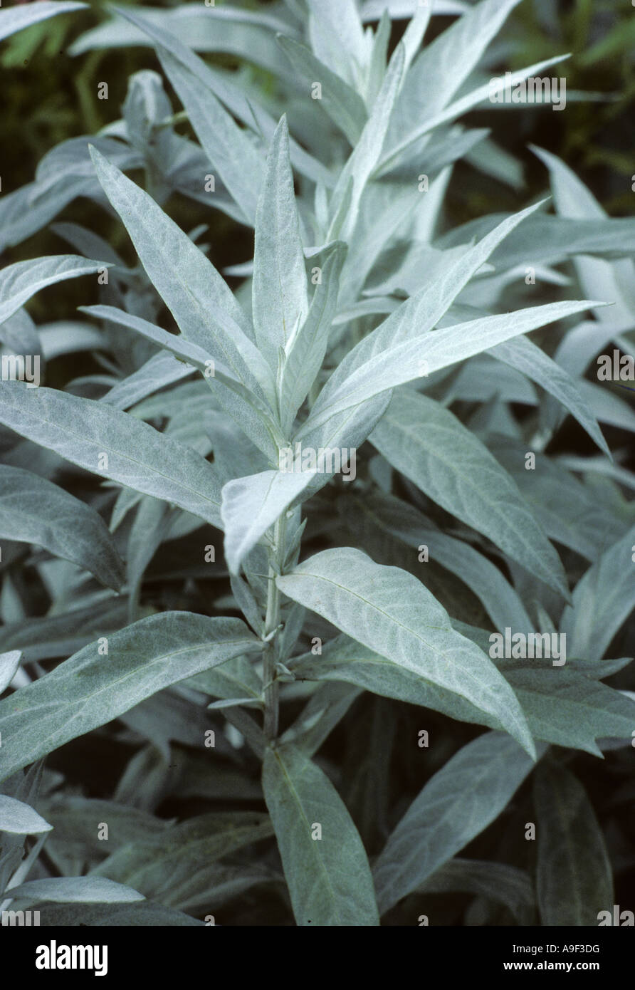 Artemisia ludoviciana var latiloba close up Stock Photo