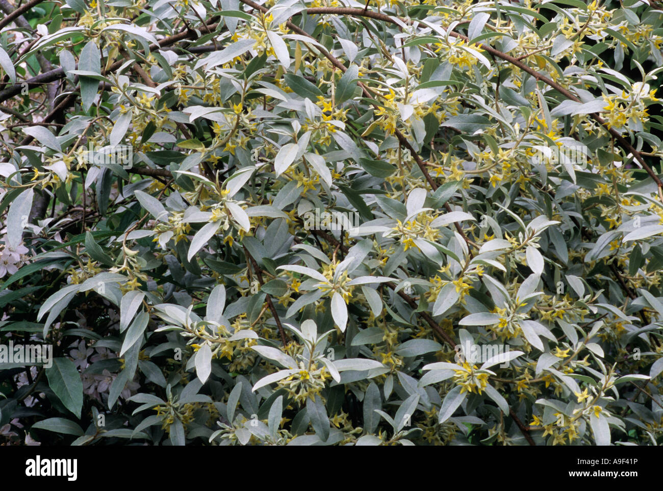 Eleagnus Quicksilver syn E angustifolia Capsica Group Stock Photo