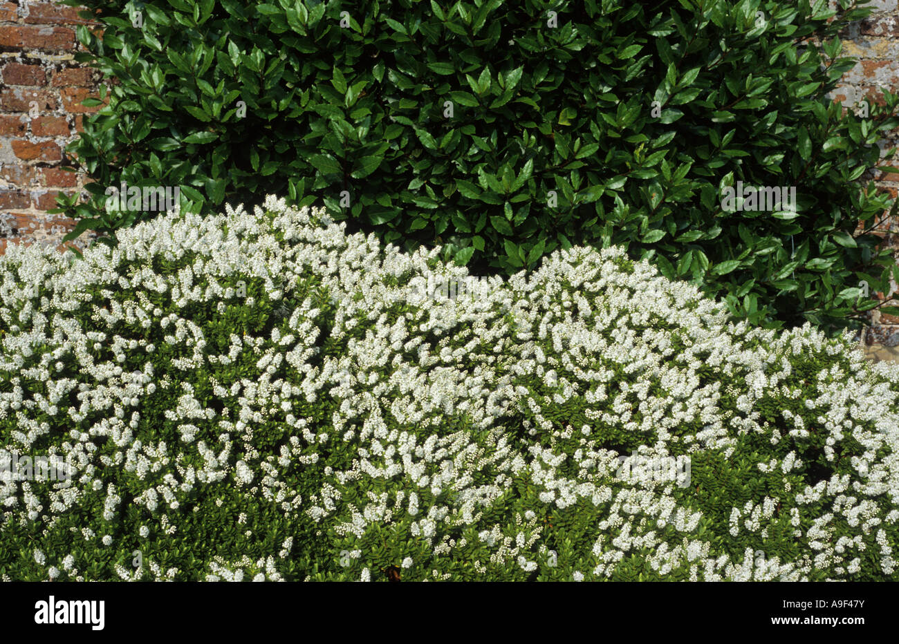 Hebe rakaiensis, white flowers, evergreen garden plant, shrub hebes, white flower flowers Stock Photo