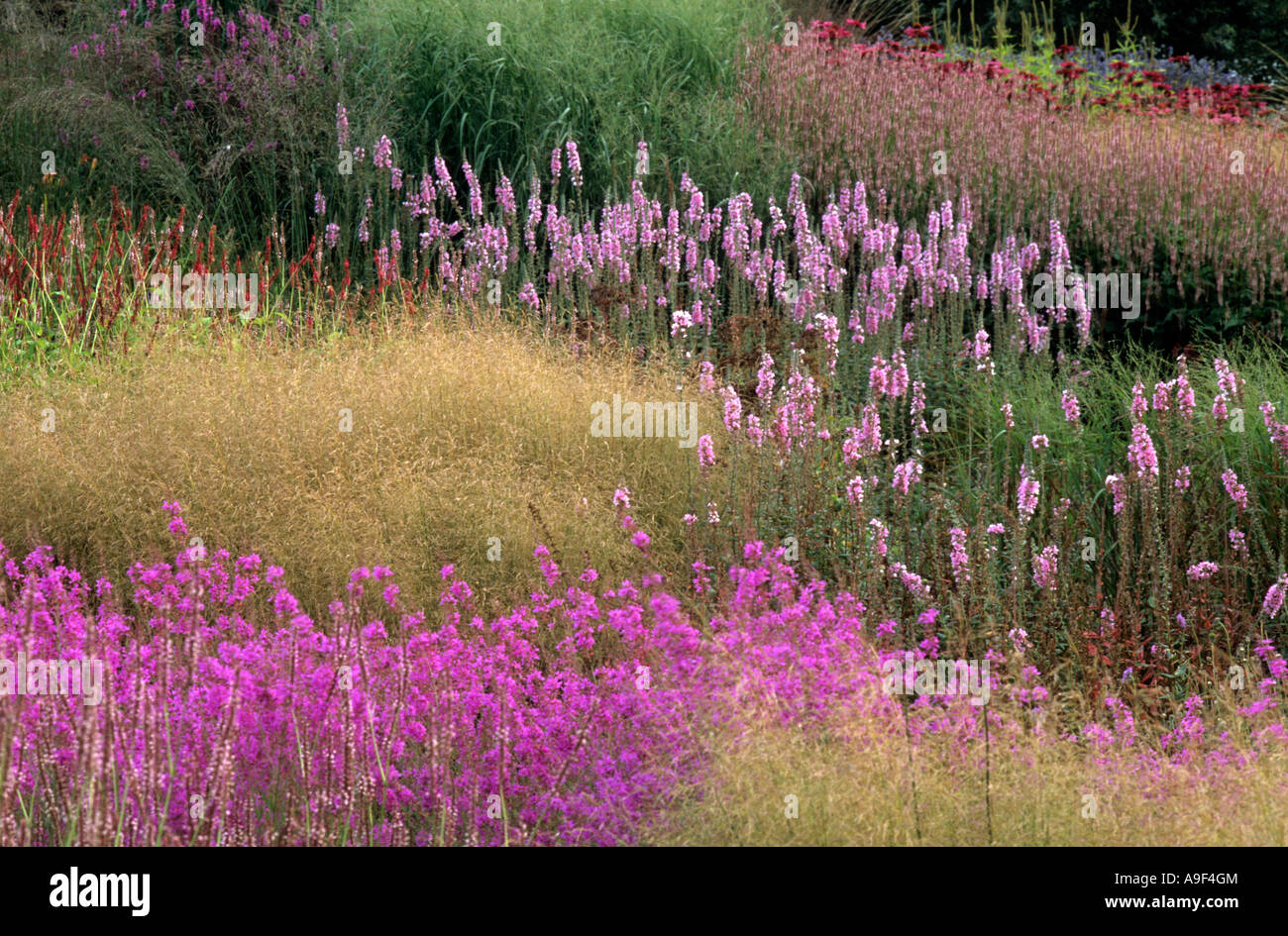 Pensthorpe Millennium Garden, Grasses, Lythrum Deschampsia Goldtau Piet Oudolf design Stock Photo