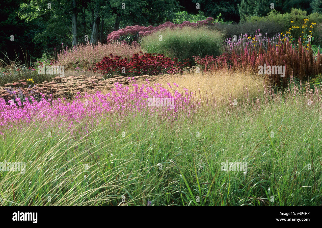 Pensthorpe Millennium Garden, Norfolk, England, Grasses, Lythrum, Echinacea, Sedum, drift, prairie planting, Piet Oudolf garden Stock Photo