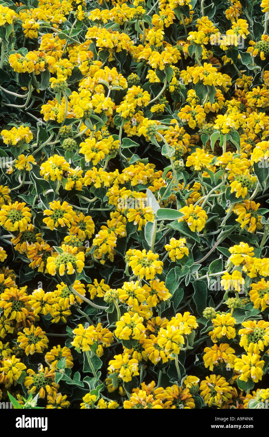 Phlomis fruticosa, yellow flowers, ground cover garden plant Stock