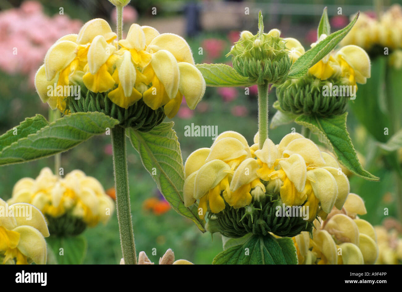 Phlomis russeliana, syn. P. samia, yellow flowers, garden plant Stock Photo