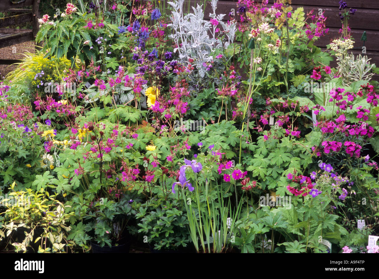 Plant Sales, May, garden centre, nursery, May flowering garden plants, Spring flowers, primula, primiulae, primrose, primroses Stock Photo